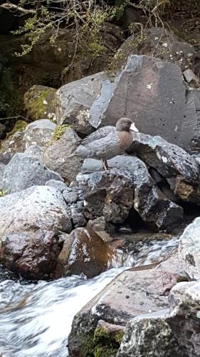 鲁阿佩胡山汽车旅馆