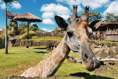 Casa amplia cerca a UKUMARI parque CONSOTA y excelentes restaurantes