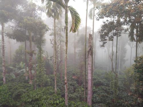 Coorg misty fog