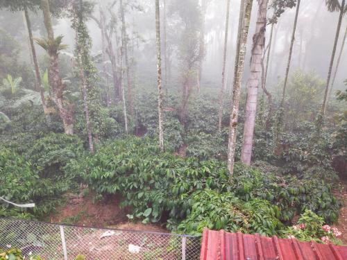 Coorg misty fog