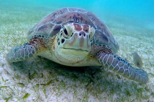 Akumal Bay With Access To The Beach 7 Rooftop Pools