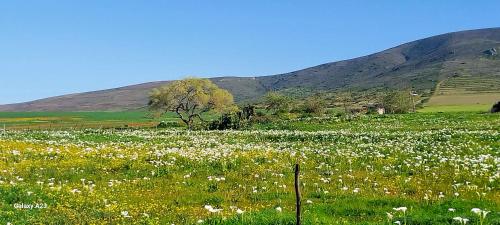 周邊環境, 6 Olives B&B in 達爾靈