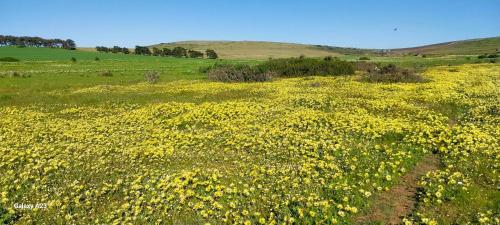 周邊環境, 6 Olives B&B in 達爾靈