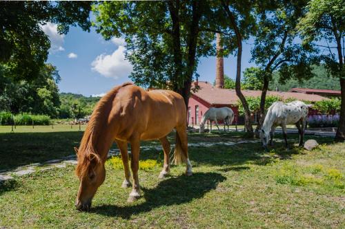  Ca.Stella Farm in Mendrisio