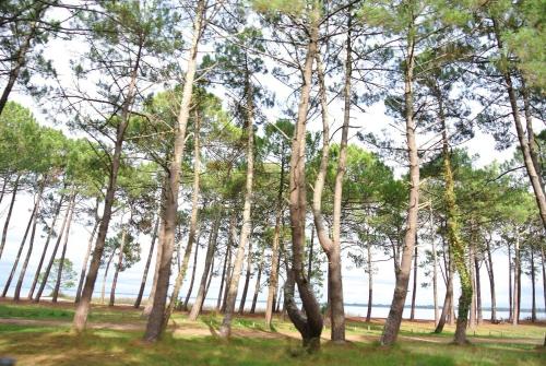 Biscarrosse Plage Charmant 2 pièces en face de l'Océan Biscarrosse Plage Charmant 2 pièces en face de l'Océan