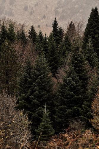509624072 Grand Forest Metsovo - Leading Hotels of the World