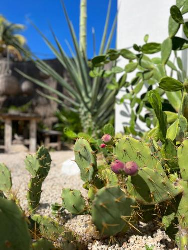 Casa en primera linea de playa con alberca