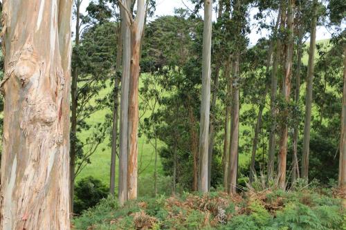 Tall Trees Country Escape in 福斯特