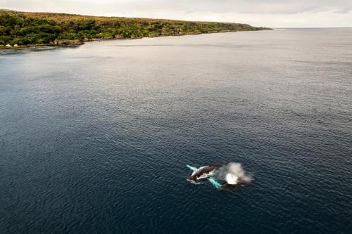 Omgeving, Rockwater Resort in Tanna Island