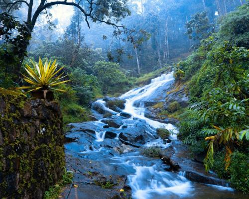 Falling Waters Munnar, Munnar (fotografie 3)
