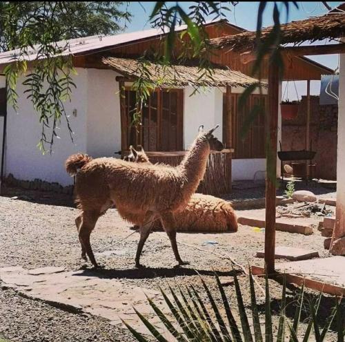 B&B San Pedro de Atacama - Cabañas Voyage Atacama & Hotel Voyage Atacama - Bed and Breakfast San Pedro de Atacama