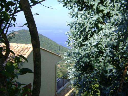 Les Asphodèles