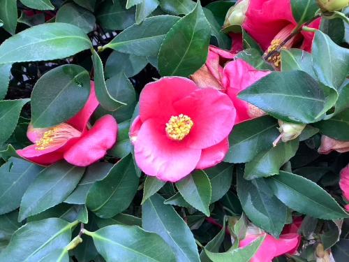 Lodi Hill House Bed and Breakfast - image 3