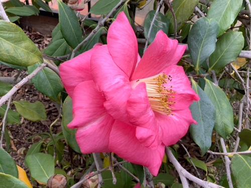 Lodi Hill House Bed and Breakfast - image 7