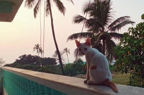 Dreamcatcher House & Hostel at Arambol Beach