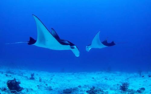 White Sandy Beach-Best Manta Snorkeling