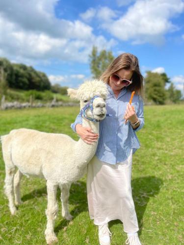 Unique Stay on an Alpaca Therapy Farm with Miniature Donkeys North Wales