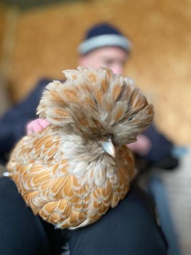 Unique Stay on an Alpaca Therapy Farm with Miniature Donkeys North Wales