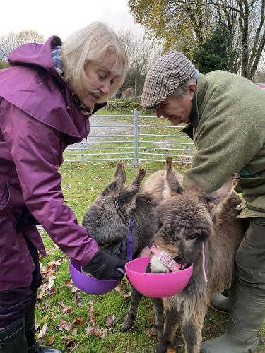 Unique Stay on an Alpaca Therapy Farm with Miniature Donkeys North Wales