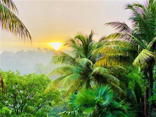 Les Orchidées de Sainte-Anne (Les Orchidees de Sainte-Anne) in Sainte Anne