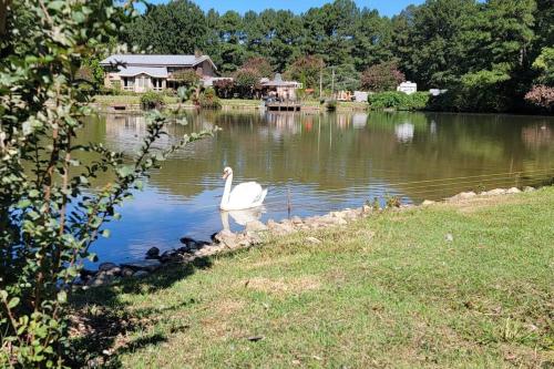 The Swan in Petersburg, USA