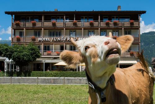 Jungfrau Hotel - image 6