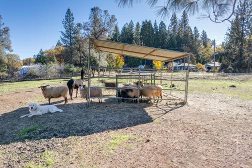 Cozy Placerville Cottage with Pool on Livestock Farm