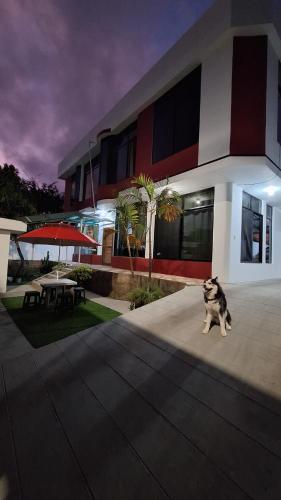 Galápagos Brunette Suites