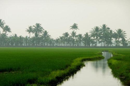 Green valley Alleppey