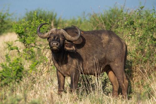 Motswiri Private Safari Lodge