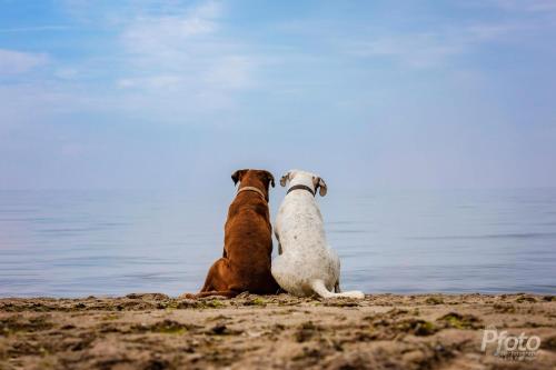 Hof am Meer "Seerose"