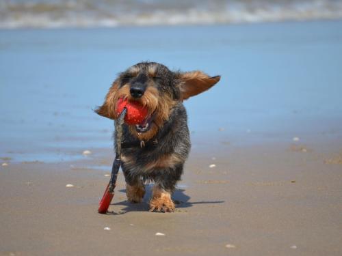 Hof am Meer "Seemöwe"