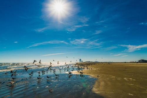 Relax in the Heart of Galveston