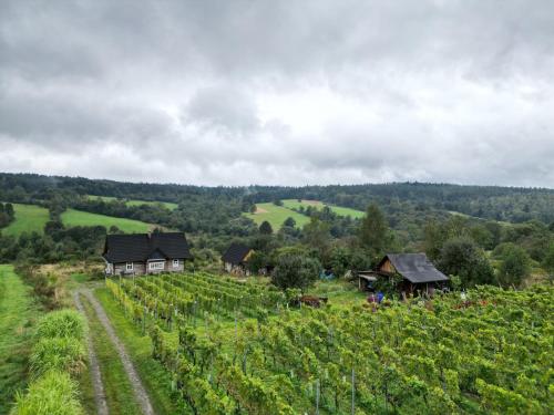 . Utopia Dom przy winnicy