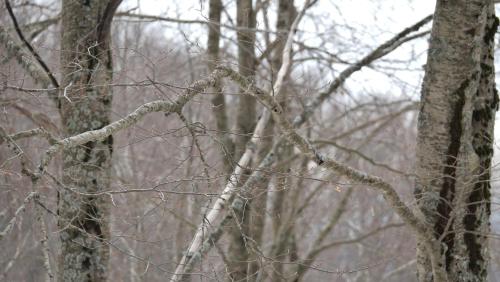 Le Case Nel Bosco Terminillo