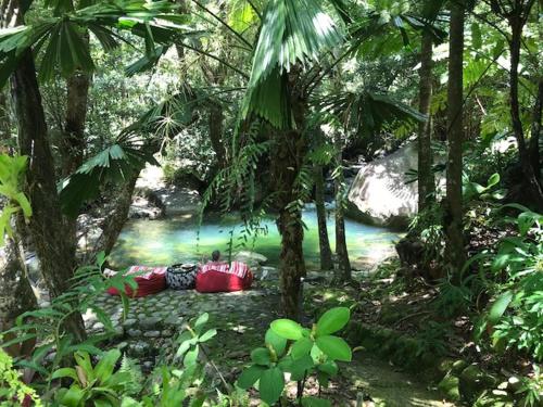 Daintree Secrets Rainforest Sanctuary