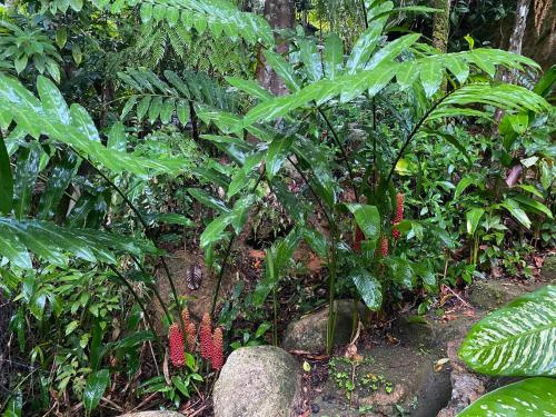 Daintree Secrets Rainforest Sanctuary