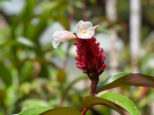 Daintree Secrets Rainforest Sanctuary