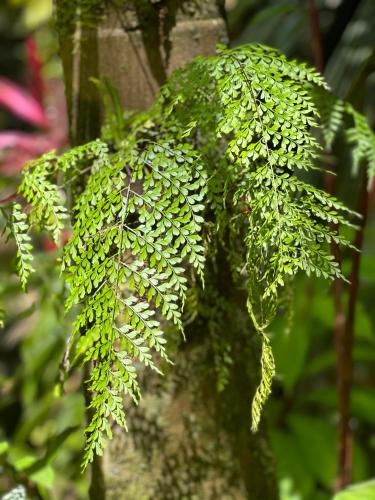 Daintree Secrets Rainforest Sanctuary