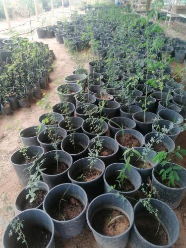 Garden, sunset villa in Murquab