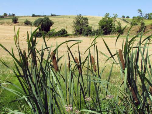 En Pascot - 3 chambres dans ferme typique - jardin, barbecue, billard - entre Toulouse et Carcassonne - à 10 mn du Canal du Midi - aquaparc, waterjump, voile, paddle, tous commerces et services