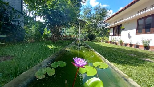 Mahaweli Shades