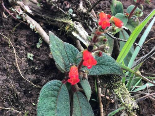 Villa Esperanza (Hope Village) - image 4