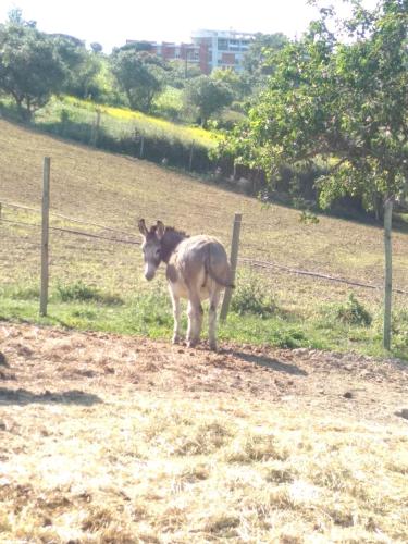 ancien 3