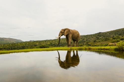 Barefoot Addo Elephant Lodge - Luxury Family Villa