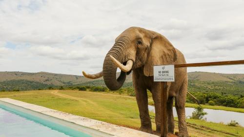 Barefoot Addo Elephant Lodge - Luxury Family Villa