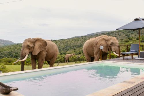 Barefoot Addo Elephant Lodge - Luxury Family Villa