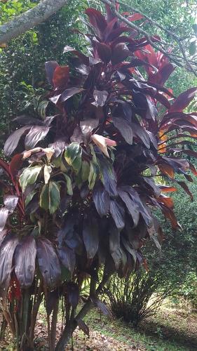 Sobrado flor da laranjeira