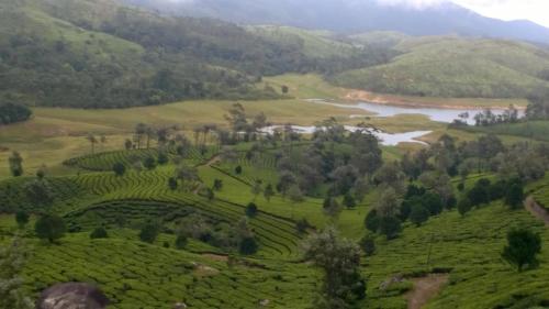 Neelakurunji Plantation Munnar