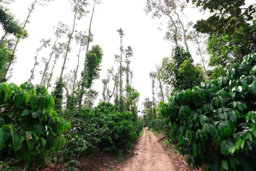 SaffronStays Cafella- A 3-BDR elliptical-roof villa in Chikmagalur